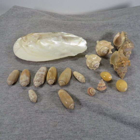 Hiatella arctica mother of pearl polished finish REAL with other shells - Picture 8 of 13